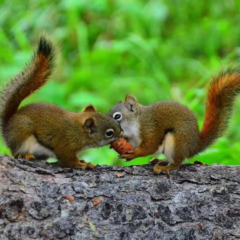 与动物相伴的心灵之旅