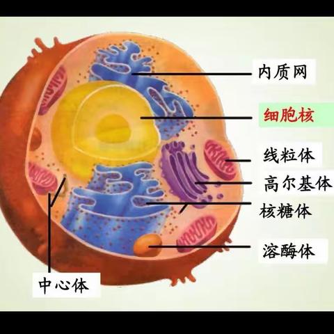 小细胞，大世界——生物科学社第十次活动DIY细胞模型的制作