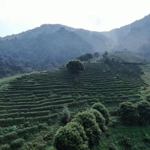 研学·茶文化丨香蜜茶园中 山与茶皆好