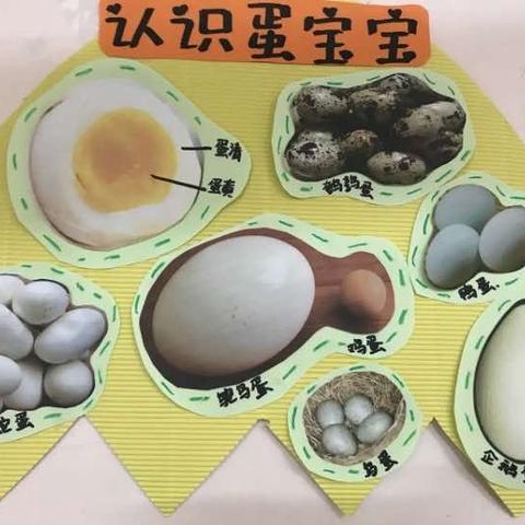 早上好，鸡蛋🥚-托班班本课程故事