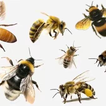 嗡嗡小蜜蜂         ——钱学森科技小学二年级美术社团