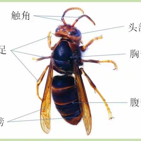 植物与昆虫 钱学森科技小学二年级美术社团