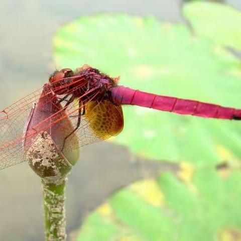 色彩——蜻蜓 钱学森科技小学美术社团一年级2班