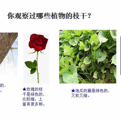 看茎认植物——永青实验学校科学课纪实总结