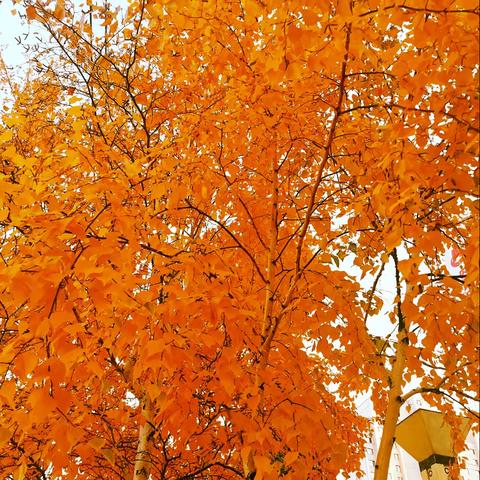 尊重个性差异   筑梦融合发展 ——“国培计划(2023)”内蒙古自治区(东部片区)旗(县)级小学骨干班主任能力提升培训之跟岗实践