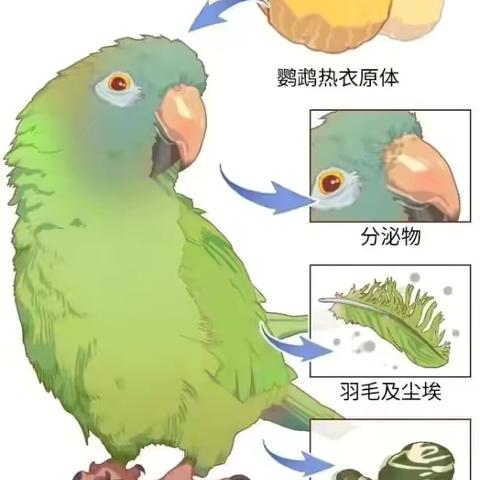 健康科普—反复高热，头痛咳嗽，警惕鹦鹉热