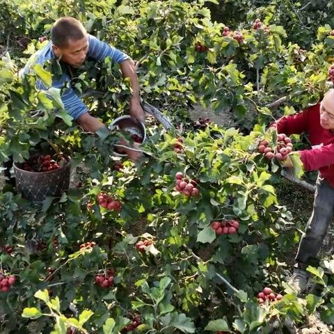 河北晋州：小山楂映红丰收路