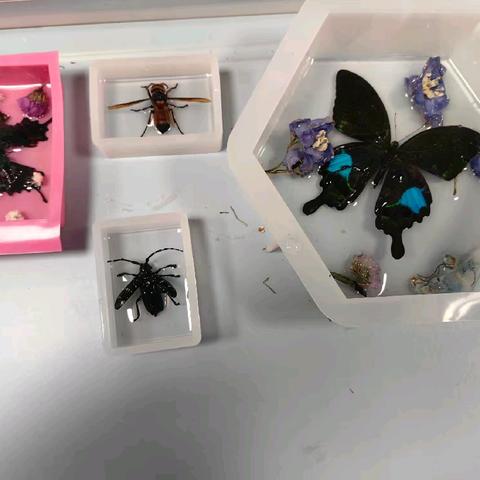 指尖上的生物——人工琥珀标本的制作（上）