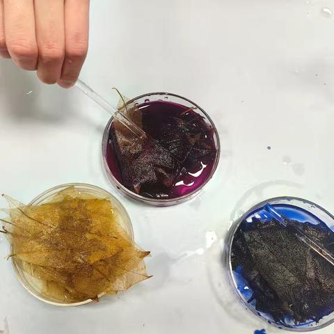 指尖上的生物——叶脉书签的制作（下）