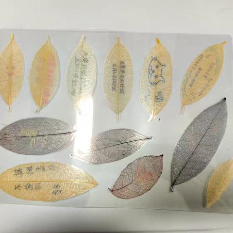 指尖上的生物——叶脉书签的艺术化创作