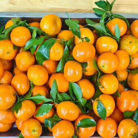 【课程故事】——《有趣的陈皮》佛山实验幼儿园大四班“班本课程”故事