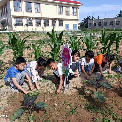 爱在五月  乐在其中——西张村镇中心学校小学部二年级五月月工作简报