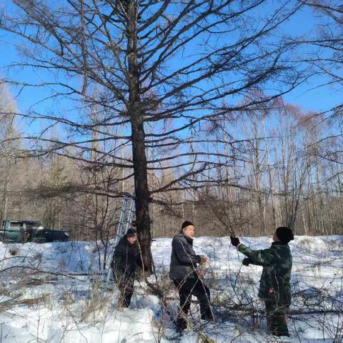 呼中林业局生态修复管理科种苗站开展兴安落叶松结实预测预报工作