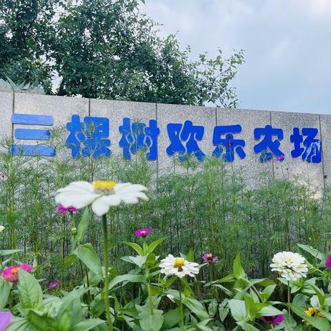 幼儿园&三棵树欢乐农场研学第一季（3月12日到3月28日）植树2024