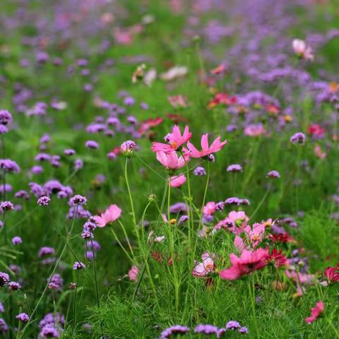 🌸心有繁花，一路芳香🌸