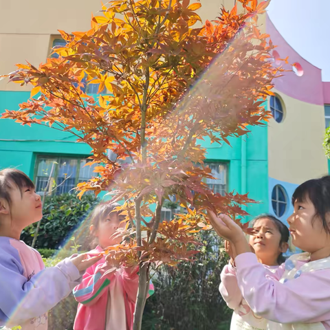 【陈仓区东关街道西高泉幼儿园】——走进秋天、发现秋天、收集秋天🍂