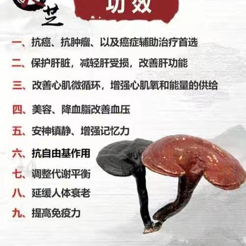 灵芝：双向调节，助体质回归健康！