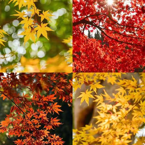 昭苏县乌尊布拉克镇中心幼儿园“小手拉大手”共推普通话——大二班活动“我眼中的秋天”