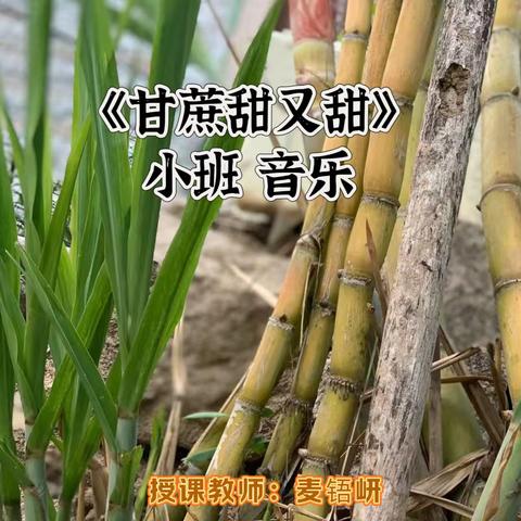 小班音乐活动《甘蔗甜又甜》