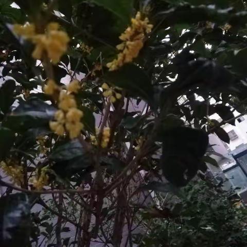 又到一年桂花季