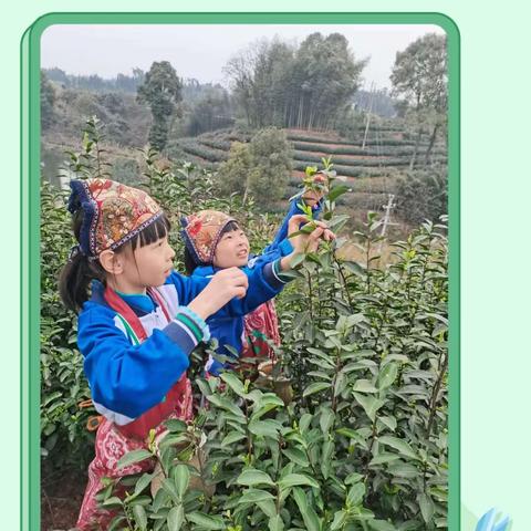 识茗梅岭山，悠悠采茶乐     一一泸州市龙马潭区天立小学三年级二班2024年春期志愿活动