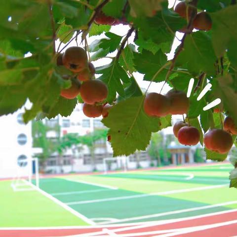 燃运动激情  展少年风采——文苑街小学体质健康达标测试运动会纪实