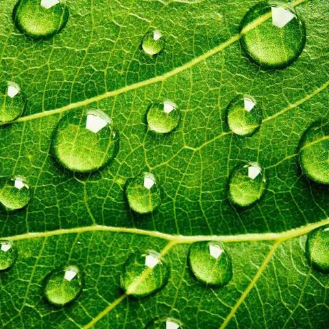 雄辩症（王蒙）