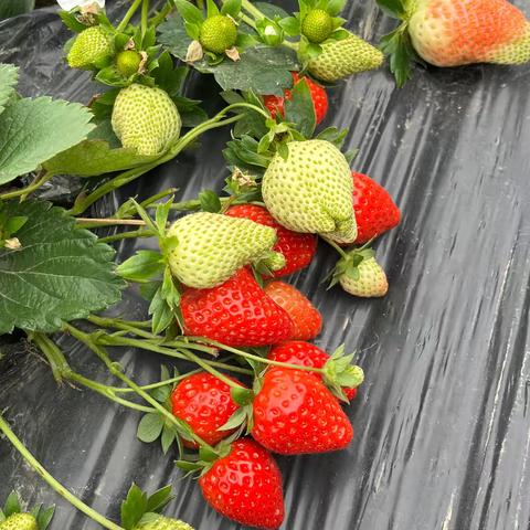 热爱绿色水果：探索草莓农场的生机与活力