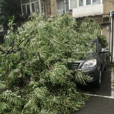 【社区动态】“狂风暴雨，树木倒伏，全力以赴”西挂社区及时采取抢救清理措施！