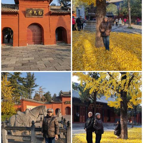 周日上午参观白马寺。白马寺的历史和名气如日中天，我们仰慕已久，今天终见真容，不虚此行！