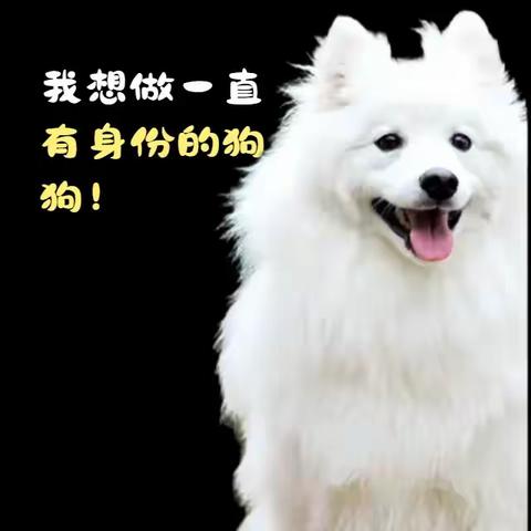 关于文明养犬的温馨提示