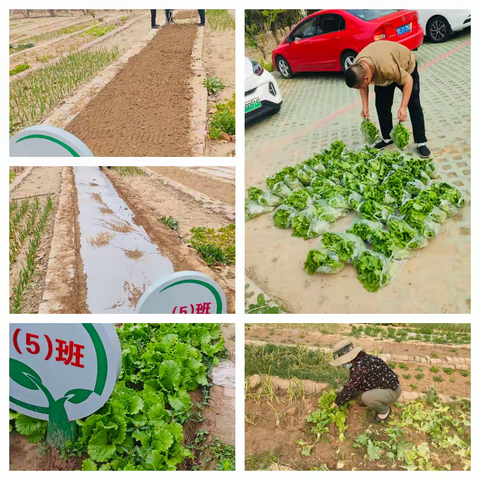 童趣满初夏 丰收乐开颜--东营市胜利花苑中学三年级五班小菜园丰收啦