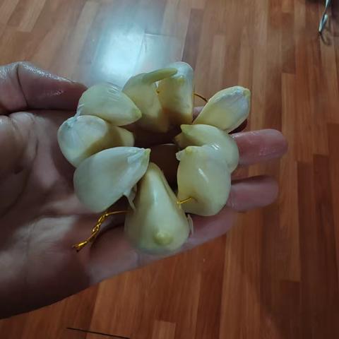 2025年水培大蒜观察日记