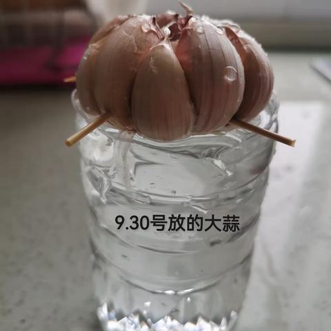 我的水培大蒜观察日记