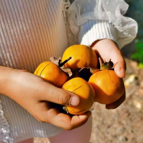 “走进柿子世界，认识柿子树”——川小一（4）班社会实践项目