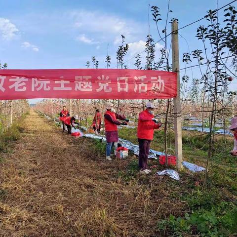 “助农釆果抢收忙，纾困解忧强担当”11月2日上午，麟游县中心敬老院组织志愿者为果农采摘苹果。