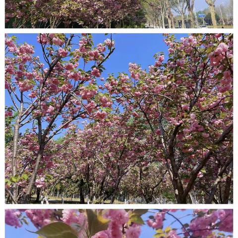 春暖花开，“樱”你而来，这里的浪漫正当时