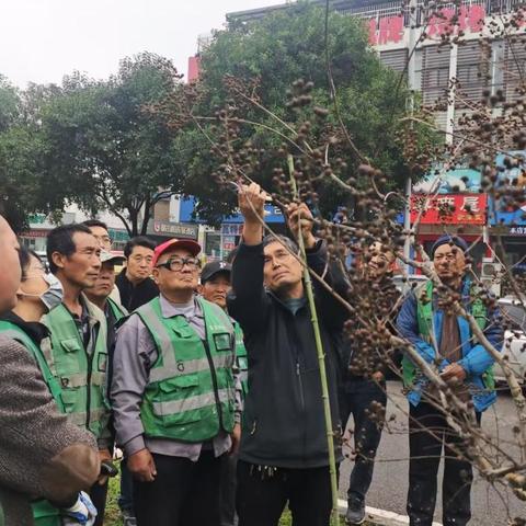 培训赋能，以学促进，长清区园林和林业绿化局开展冬季花灌木修剪技术培训