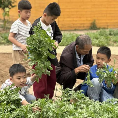 茼蒿，同好，我们一同好起来——临沂东兴实验学校“东兴农场”劳动教育实践基地收获季