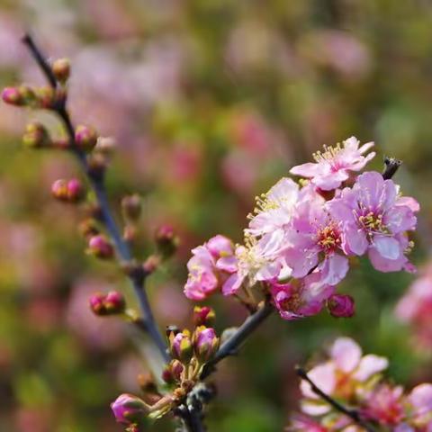 花开春意浓，教研促成长——区教研室领导莅临郝家中学开展视导工作