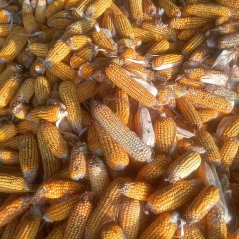 刚下来新玉米不能给猪吃的原因