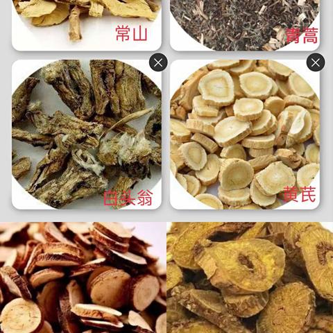 血独——青蒿常山颗粒