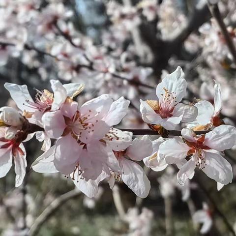 春日寻踪·童诗里的自然课堂