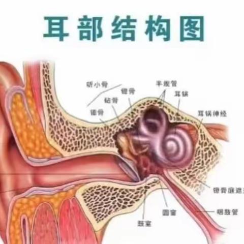 爱耳护耳，聆听好声音——小王路小学“爱耳日”主题教育活动