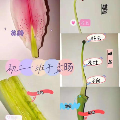 花之舞：观察花的结构之美——初二生物实践活动