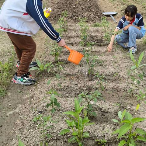 夏造镇柏岩小学 劳动基地之锄草乐