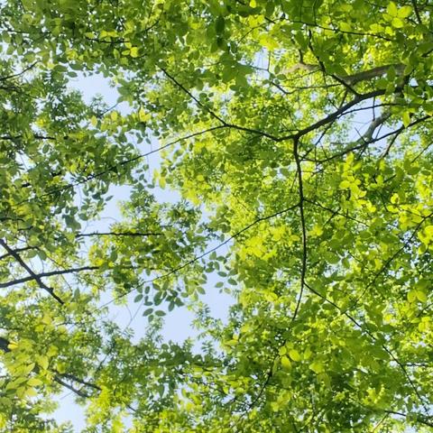 鸟语花香踏青趣—城北小学三年级春季研学