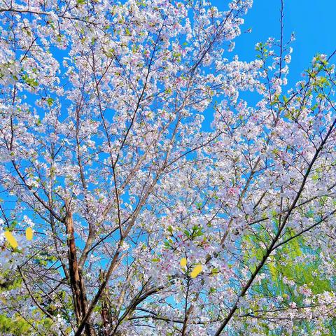 蓝天京华幼儿园中二班课程故事《春日趣事🌱》