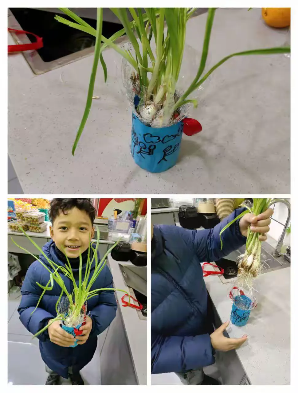 简篇-劳动砺心志,实践促成长—一(12班)水培植物活动