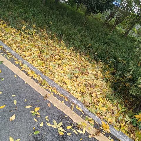 秋日的落叶 ——夹津口环卫工人与自然共舞